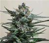 BLUE ACID AUTO *KALASHNIKOV SEEDS  10 SEMI FEM 