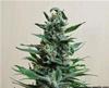 MOSCOW BLUEBERRY AUTO*KALASHNIKOV SEEDS  10 SEMI FEM 