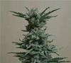 AK SKUNK *KALASHNIKOV SEEDS   3 SEMI FEM 