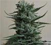 SIBERIAN HAZE *KALASHNIKOV SEEDS   5 SEMI FEM 