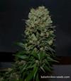 KALASHNIKOV ORIGINAL EXPRESS *KALASHNIKOV SEEDS  10 SEMI FEM 