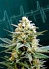 KRITIKAL-K * KANNABIA SEEDS  5 SEMI  FEM 