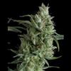 SUPER OG KUSH * PYRAMID SEEDS  1 SEME FEM 