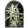 CONFIDENTIAL MEDICINE * THE  KUSH BROTHERS SEEDS   3 SEMI FEM 