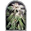 CONFIDENTIAL OG * THE  KUSH BROTHERS SEEDS  10 SEMI FEM 