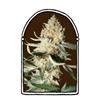 EXOTIC KUSH* THE  KUSH BROTHERS SEEDS   1 SEME FEM 