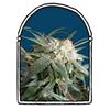 MALIBU * THE  KUSH BROTHERS SEEDS  10 SEMI FEM 