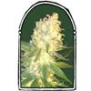 MASS KUSH * THE  KUSH BROTHERS SEEDS  10 SEMI FEM 