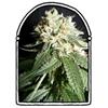 OG CHEESE* THE  KUSH BROTHERS SEEDS   5 SEMI FEM 