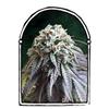 THE DARK SIDE * THE  KUSH BROTHERS SEEDS   1 SEME FEM 