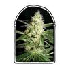 YELLOWSTONE * THE  KUSH BROTHERS SEEDS   3 SEMI FEM 