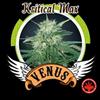 KRITICAL MAX * VENUS GENETICS  1 SEME FEM