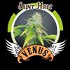 SUPER HAZE* VENUS GENETICS 10 SEMI FEM