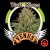 VIUDA BLANCA * VENUS GENETICS  1 SEME FEM