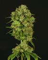 CASEY JONES * DEVIL'S HARVEST  SEEDS    3 SEMI FEM